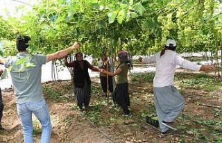 Erken üzüm hasadına göbekli kutlama