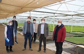 Erzincan’da fide üretim ve satışı son hızla...