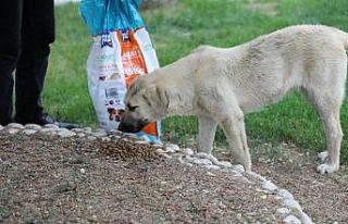 Erzincan’da sokak hayvanlarına mama desteği