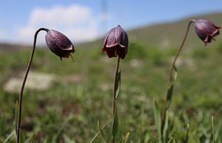 Erzurum dağlarında açan ters laleler görenleri...