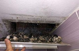 Esrarengiz sesin kaynağı baykuş çıktı