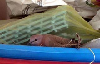 Ev sahibi yavru kumrular için bayram temizliğini...