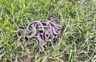 Evde yakalanan 30’a yakın yılan doğaya bırakıldı