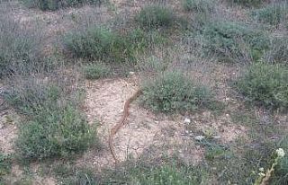 Eve giren 1,5 metrelik boz yılanı elleriyle yakalayıp...