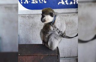 Evinde maymun besleyen vatandaşa ceza