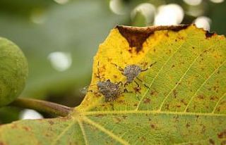 Ferrero Fındık’ın Kahverengi Kokarca mücadelesi...