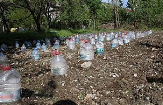 Fideleri zarar görmesin diye pet şişelerle koruyor
