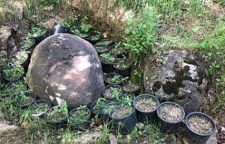 Fındıklık bahçesinde 441 kök yasa dışı hint...