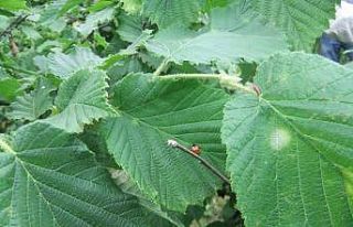 Fındıkta ’külleme’ ile mücadele çağrısı