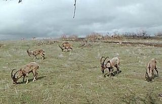 Foto kapanlar yaban hayatını görüntüledi