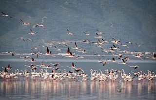 Gediz Deltası’nın güney kesimine ‘Doğa Rotası’