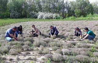 Genç çiftçi, doğal olarak Nane, Kekik ve Portakal...