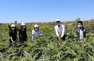 Genel Başkan Köse ile Başkan Tarhan tarlada enginar...