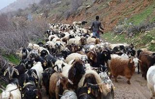 Gercüş’te kurtlar keçi sürüsüne saldırdı