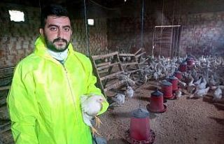 Gezen tavuk yumurtası üreticinin yüzünü güldürüyor