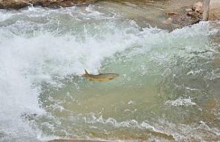 Göç yolunda akıntıya karşı yüzen balıklar,...