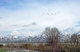 Göçmen kuşlar Yüksekova’ya renk kattı