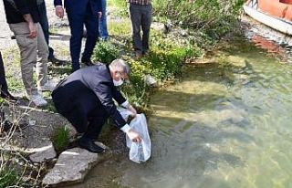 Göletlere 30 bin sazan bırakıldı