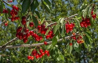 Gönüllüler meyve hasadına gidecek