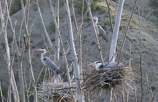Gri Balıkçıl kuşları yaşam alanları ile dikkat...