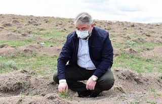 Guinness Ormanı’na dikilen fidanlar büyüyor