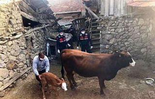 Günün en güzel haberi jandarmadan