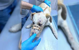 Haluk levent eziyet edilen hayvanlar için harekete...