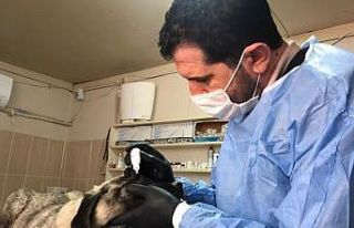 Hasta köpek, Adıyaman Belediyesi tarafından tedavi...