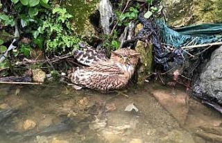 Hatay’da yaralı balık baykuşu kurtarılamadı