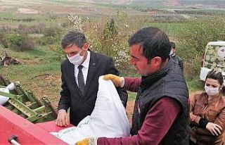 Hekimhan’a yerli kırmızı mercimek ekimi yapıldı
