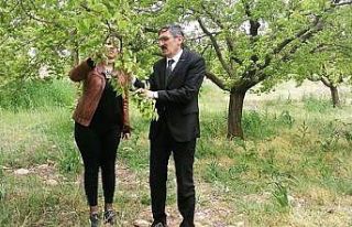 Hekimhan’da ağaçlarda zirai don incelemesi yapıldı