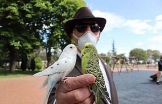 Her yere muhabbet kuşları ’Süslü’ ve ’Beyaz’...