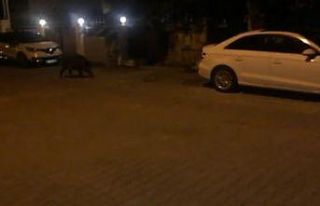 Hıdrellez kutlamalarının davetsiz misafiri olan...