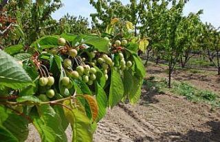 Hobi olarak başlamıştı, şimdi siparişlere yetişemiyor