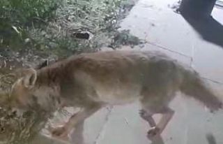 İftar sofrasına gelen tilkiyi beslediler