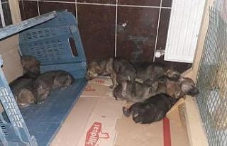 Iğdır’da bulunan yavru kurtlar koruma altına...