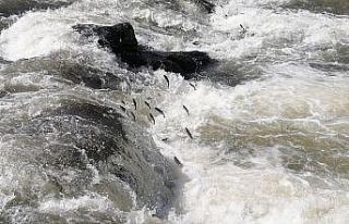 İnci kefalinin muhteşem göçü sessiz başladı