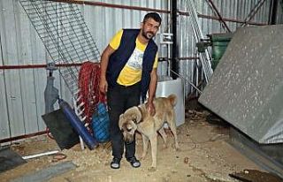 İnsafa gelen hırsızlar çaldıkları köpek ve...