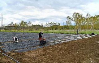 Isparta’nın Aksu ilçesinde çilek üretim hamlesi