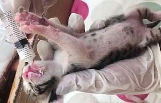 İtfaiye 3 yavru kediyi kurtardı