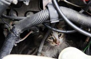 İtfaiye, otomobilin motor kısmına sıkışan yavru...