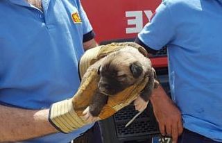 İtfaiye yavru köpek için seferber oldu