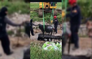 İtfaiyeden manda kurtarma operasyonu