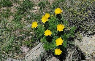 İzine 150 yıl sonra rastlanan sarı dağ gülü...