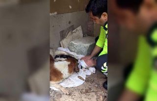 İzmir polisi köpekleri yağmurdan kurtardı, elleriyle...