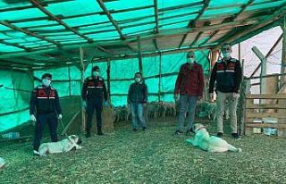 Jandarma hayvan hırsızını yakaladı