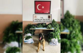 Jandarma ormanda 38 kilo kubar esrar ve 470 kök kenevir...