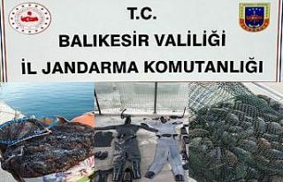 Jandarmadan kaçak deniz patlıcanı operasyonu