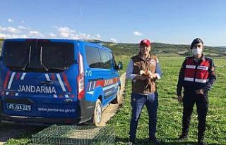 Jandarmanın kedilerden kurtardığı Angut kuşları...