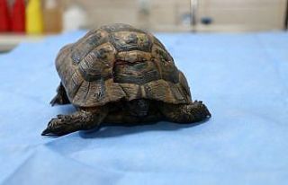 Kabuğu kırılan kaplumbağaya tıbbi müdahale